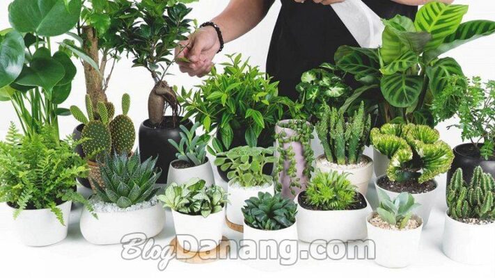 Top 10 Địa chỉ bán cây để bàn phong thuỷ ở Đà Nẵng