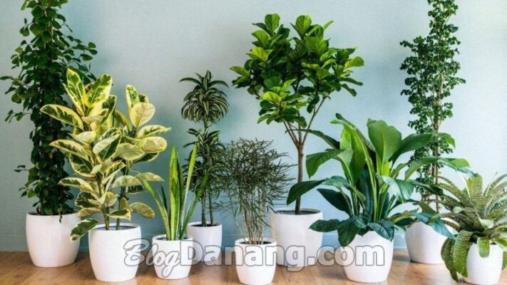 Top 10 Địa chỉ bán chậu cây cảnh Đà Nẵng